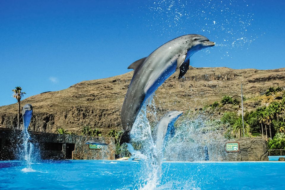Maspalomas: Palmitos Park Ticket With Dolphin and Bird Shows - Experience Highlights