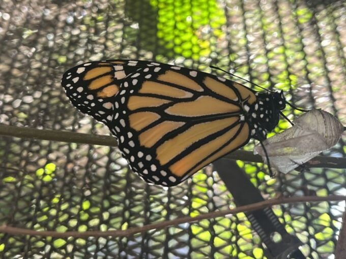 Maui: Interactive Butterfly Farm Entrance Ticket - Detailed Description