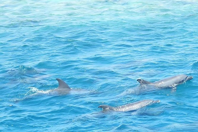 Meet the Dolphins in Snorkeling Tour - Traveler Expectations