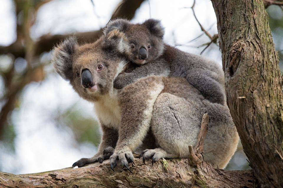 Melbourne: Great Ocean Road Full-Day Sunset Tour - Meal Options and Inclusions