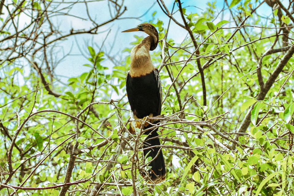 Miami: Everglades National Park Airboat Tour & Wildlife Show - Inclusions