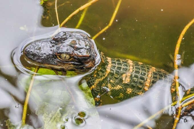 Miami: Everglades Safari Park Airboat Tour and Park Entrance - Visitor Experiences