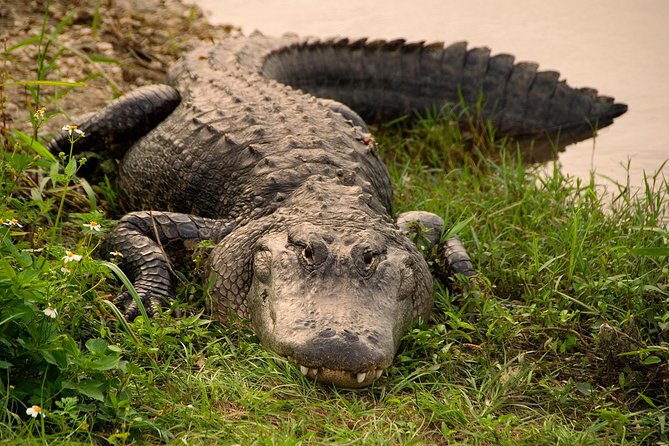 Miami Super Saver: Everglades Airboat Adventure and Miami City Tour - Last Words