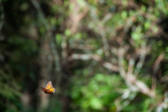 Monarch Butterfly Tour (Departing From Morelia) - Additional Details