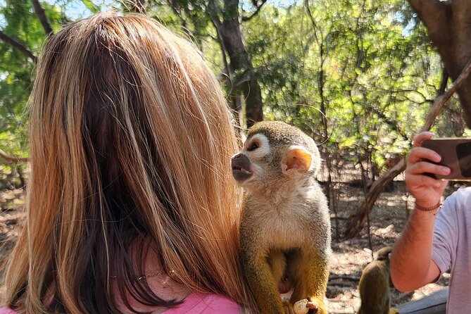 Monkey and Lemur Interaction Wooden Bridge Forest Walk - Safety Measures and Guidelines