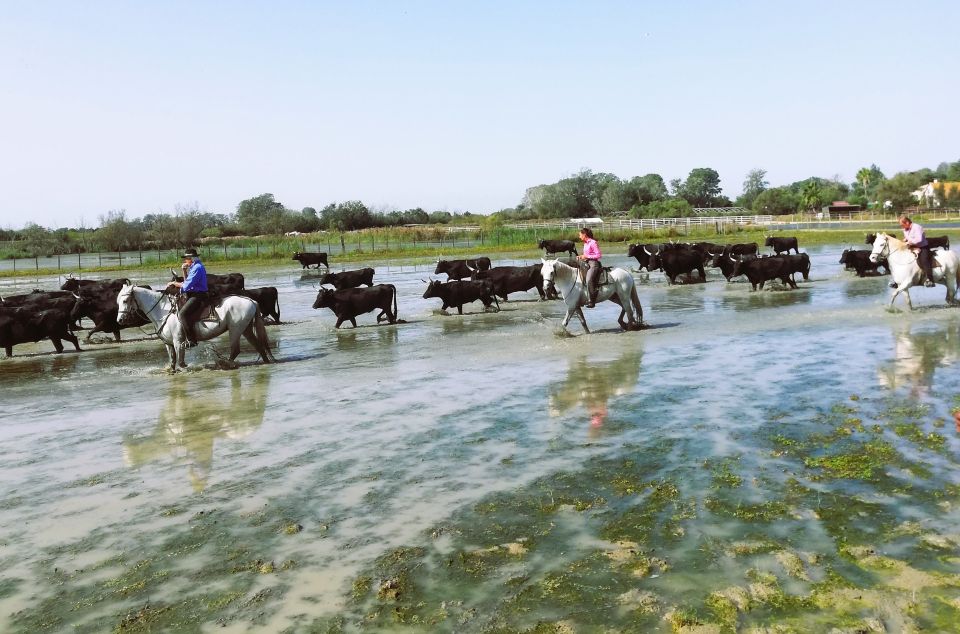 Montpellier: Camargue Winery Tour With Tastings and Picnic - Additional Tour Information