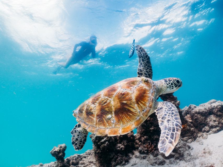 Moreton Island: Tangalooma Snorkelling With Dolphin Viewing - Vital Inclusions