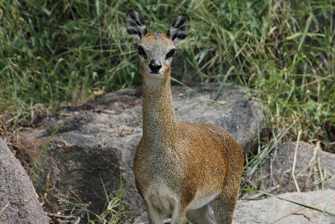 Morning Safari in Kruger National Park From Hazyview (Am Knp) - Tailored Safari Experience for Guests