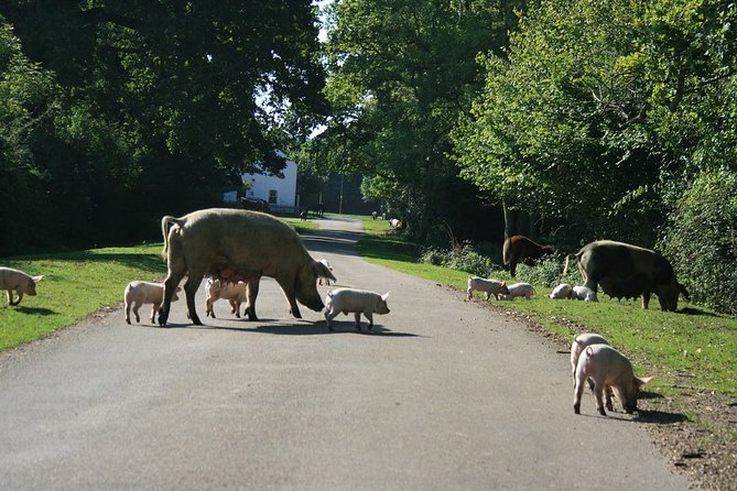 New Forest & Salisbury Day Tour From Southampton - Additional Notes