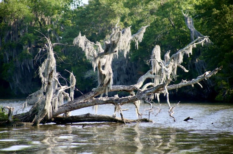 New Orleans: Swamp Tour on Covered Pontoon Boat - Payment and Reviews