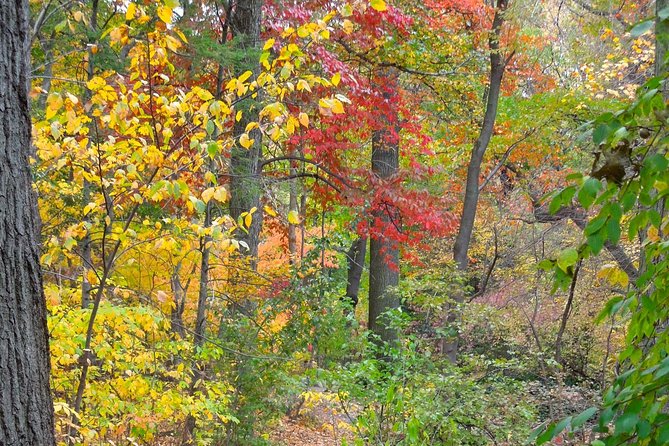 New York Central Park Secrets - Walking Tour - Pricing and Tour Information