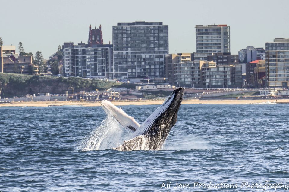Newcastle: Humpback Whale Watching Cruise and Harbor Tour - Inclusions