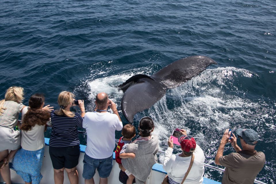 Newport Beach: Year-Round Whale Watching Cruise - Booking Information