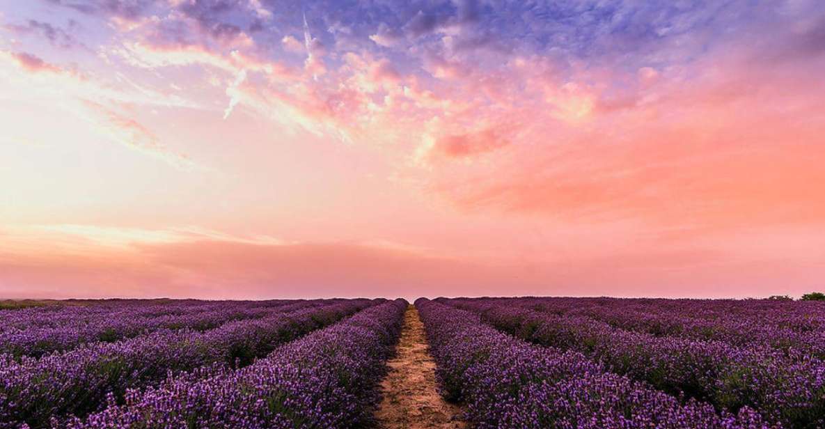 Nice: the Gorges Du Verdon Tour - Village Visits and Lavender Fields