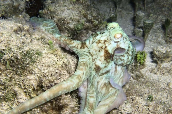 Night Snorkeling - Observation of Octopus and Other Species - Booking and Pricing Information