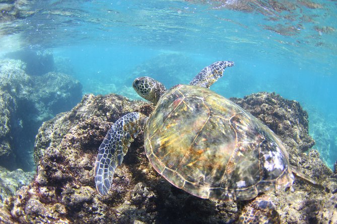 North Shore Stand-Up Paddleboard Lesson - Common questions