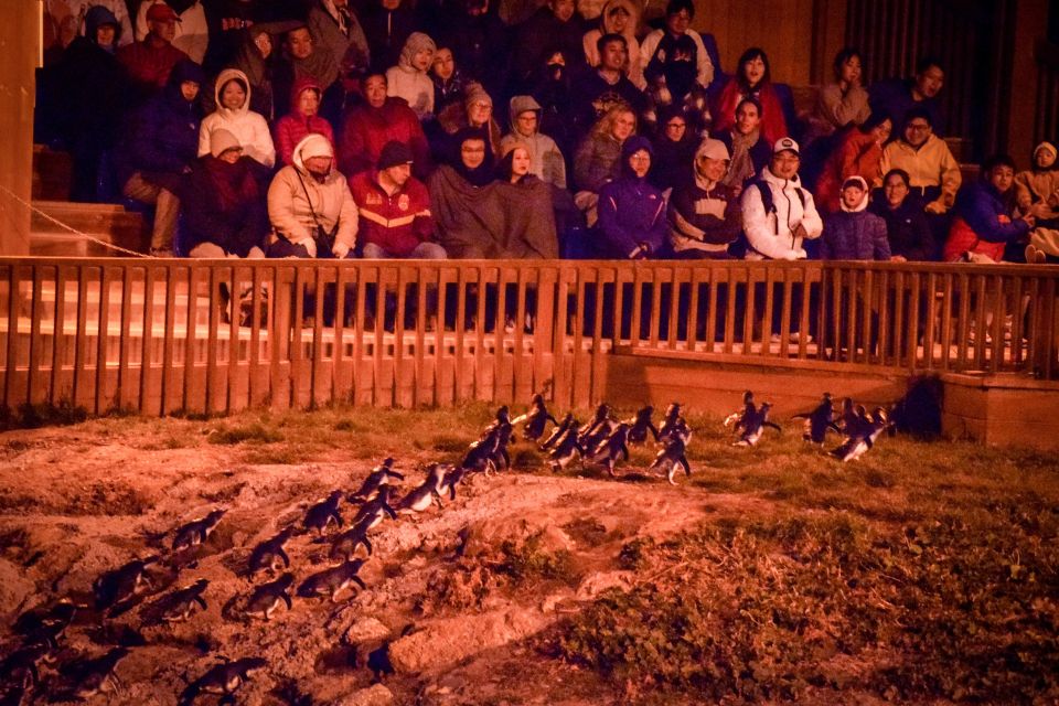 Oamaru: Blue Penguin Colony Evening Viewing Ticket - Directions