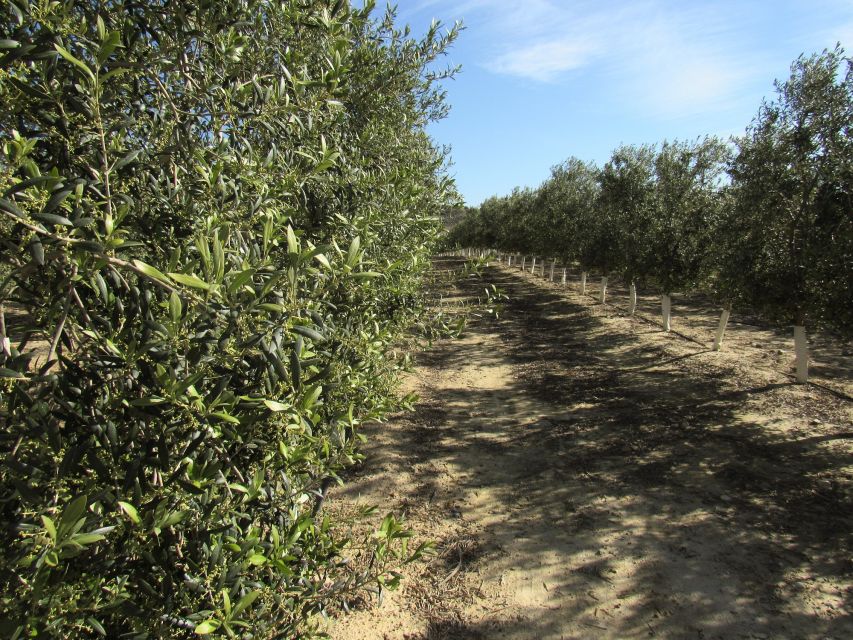 Oleoalmanzora: Guided Tour + Masterclass of EVOO Tasting Eng - Additional Information