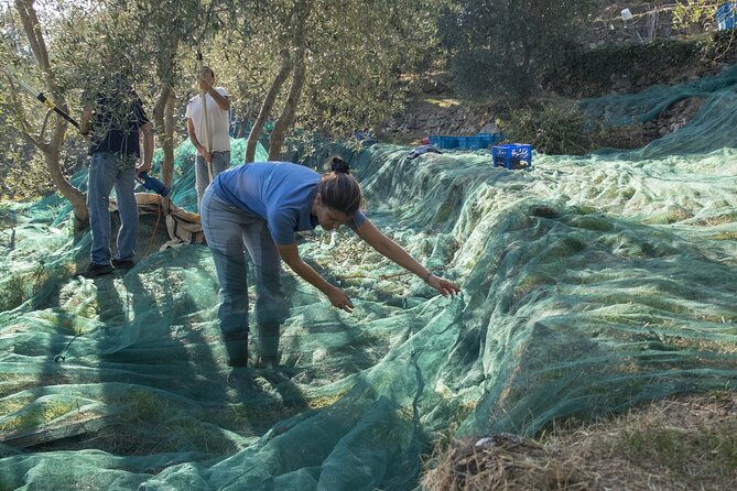 Olive Oil Private Tour in Portugal - Customer Reviews