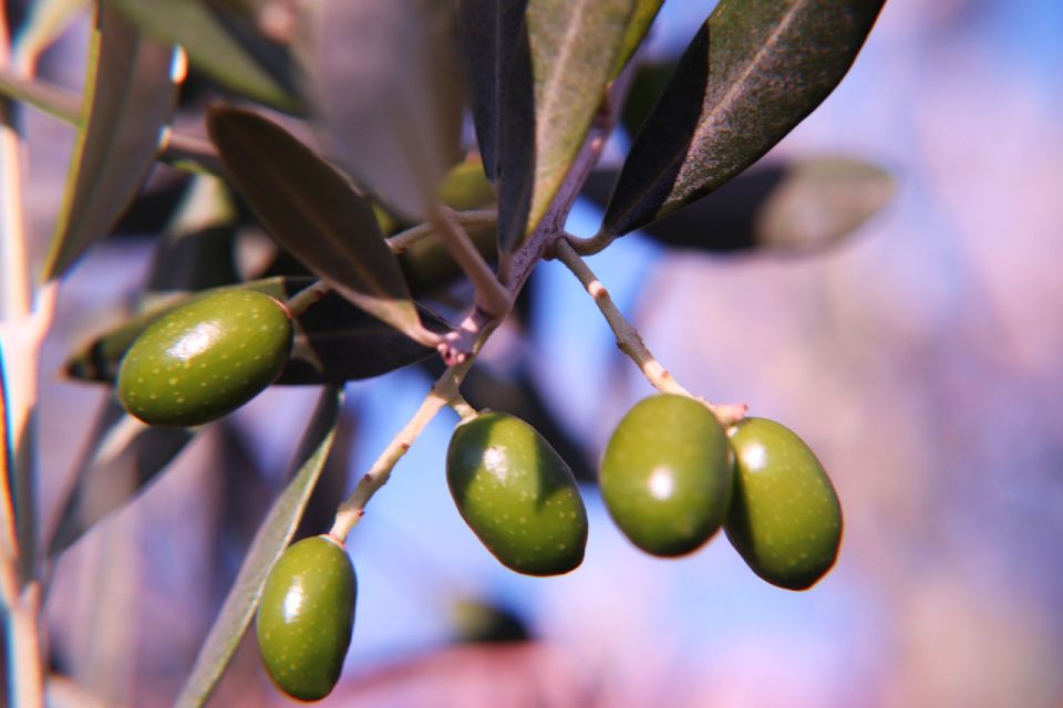 Olive Plant and Mill Visit and Tasting - Location Information