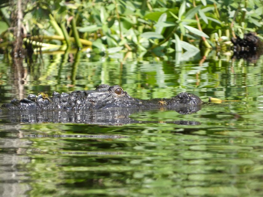 Orlando: Small Group Scenic Wekiva River Kayak Tour - Pricing Information