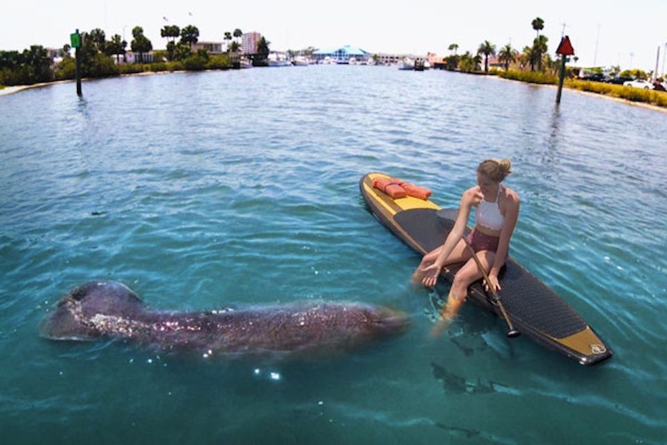 Osprey: Guided Dolphin and Manatee SUP or Kayaking Tour - Common questions