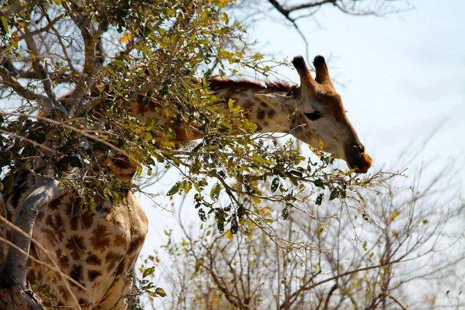 Overnight Kruger National Park Classic Camping Safari - Traveler Photos and Assistance