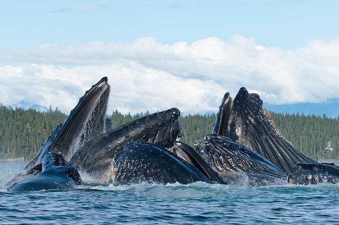 Paddle With Whales! Kayak Adventure - Cancellation Policy and Procedures