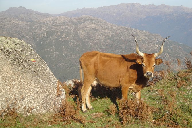 Peneda-Gerês National Park - Nature & Tastings - - Wildlife Encounters