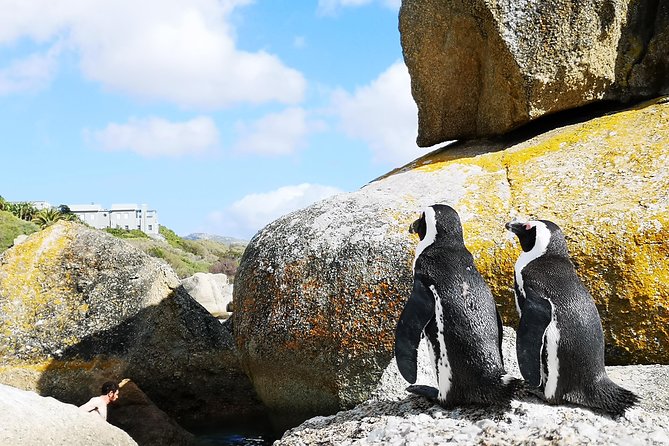 Penguin Time! Private Peninsula Experience. - Tour Highlights