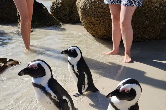 Penguin Watching & Beach Day at Boulders Beach, Cape Town - Souvenir Shopping and Facilities