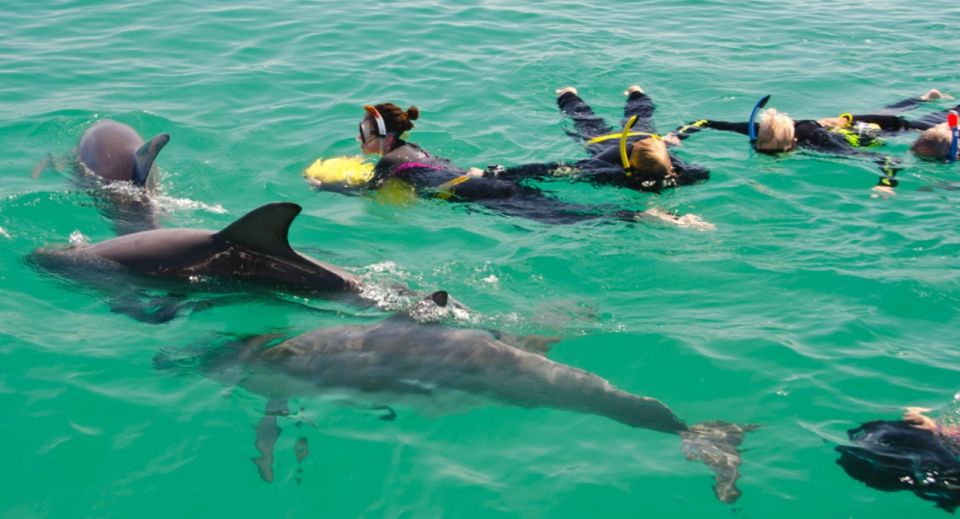 Perth: Swim With Wild Dolphins Tour - Restrictions