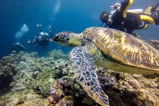 Pescador Island With Sardines & Turtle and Kawasan Canyoneering - Common questions