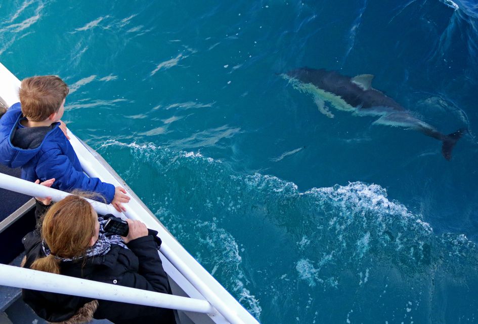 Philip Island: Dolphin and Whale Cruise - Activities on the Cruise