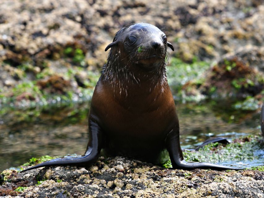 Philip Island: Seal Watching Cruise - Common questions