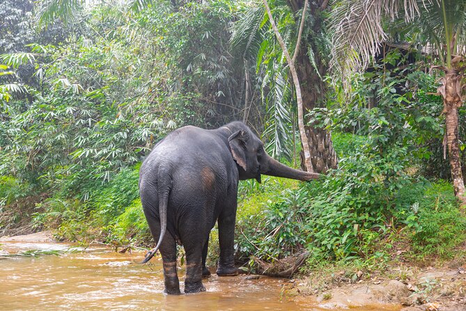 Phuket Jungle Wildlife Canoeing Small Group Tour With Pick up - Convenience