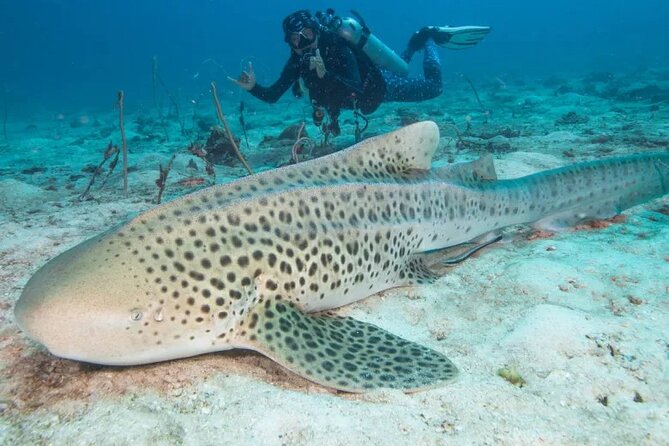 Phuket Scuba Diving and Snorkeling Offshore 2 Islands Full-Day by Speed Boat - Lunch Arrangements