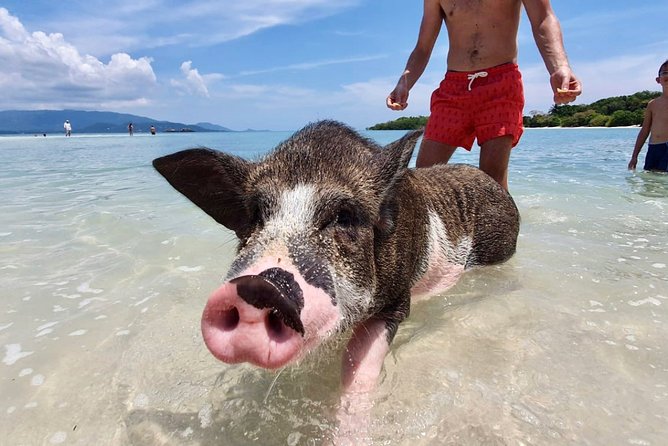 Pig Island Private Beach Full Day From Koh Samui - Thai Version of the Bahamas - Contact Details