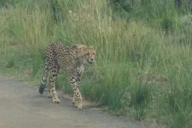 Pilanesberg Game Reserve Guided Day Tour From Johannesburg or Pretoria - Experienced Safari Guide