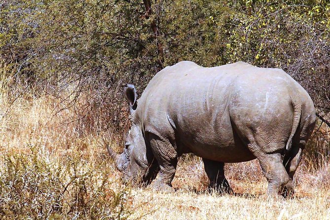 Pilanesberg National Park Full Day Safari From Johannesburg - Booking and Pricing