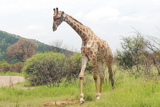 Pilanesberg Nature Reserve & Lion & Rhino Park Private - Customer Support Information