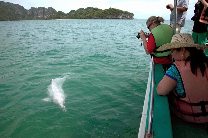 Pink Dolphin Spotting Tour by Speedboat From Koh Samui - Safety Guidelines