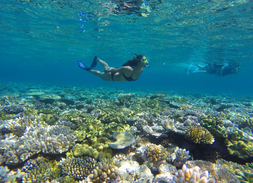 Port Douglas: Outer Barrier Reef Snorkel Cruise & Transfer - Important Information