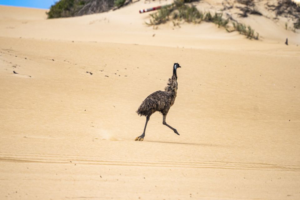 Port Lincoln: Wildlife and Sightseeing Full-Day 4WD Tour - Key Inclusions for Participants