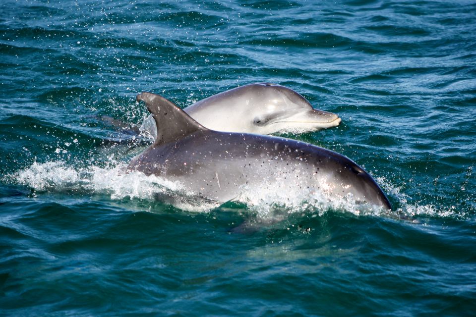 Port Stephens: Dolphin Watch Cruise With Swimming & Slides - Inclusions and Meeting Point