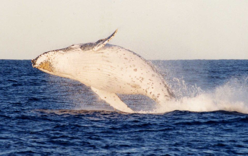 Port Stephens Small Group Whales & Dunes Combo - Cancellation Policy