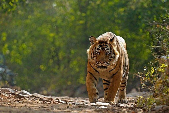 Private 6-Day Ranthambhore Tiger Tour Including Delhi, Agra and Jaipur - Common questions