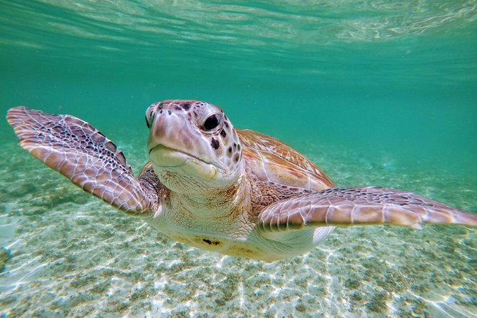Private Cenote & Snorkeling Tour With Turtles in Akumal - Traveler Reviews and Ratings