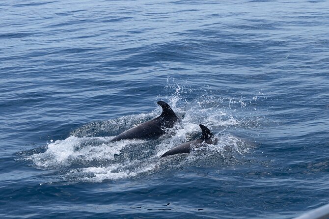 Private Coastline and Dolphins Yacht Cruise From Albufeira - Indulge in Gourmet Onboard Dining