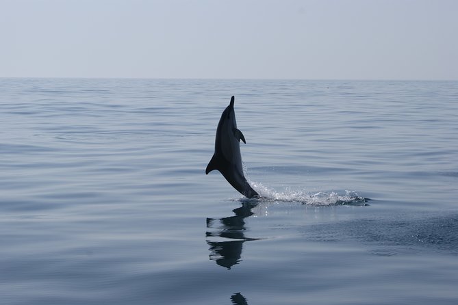 Private Dolphin Watching and Cave Tour From Vilamoura - Safety Procedures and Guidelines